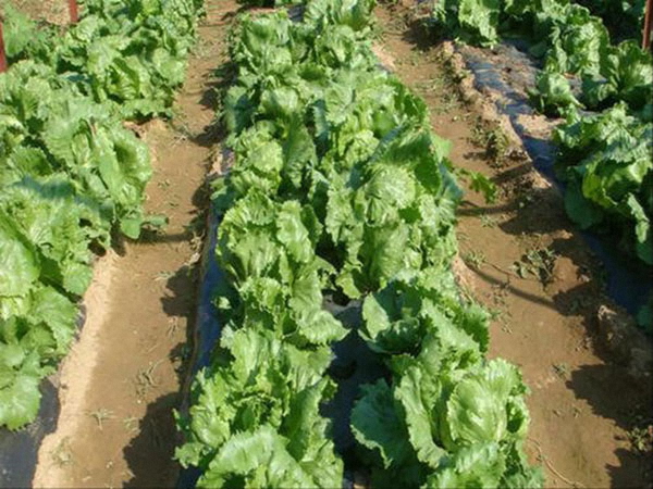 城市蔬菜與農(nóng)村蔬菜的區(qū)別。